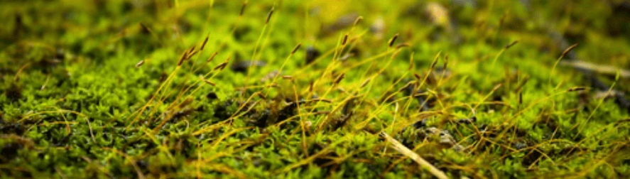 Fig.1 Picture of algae growth.