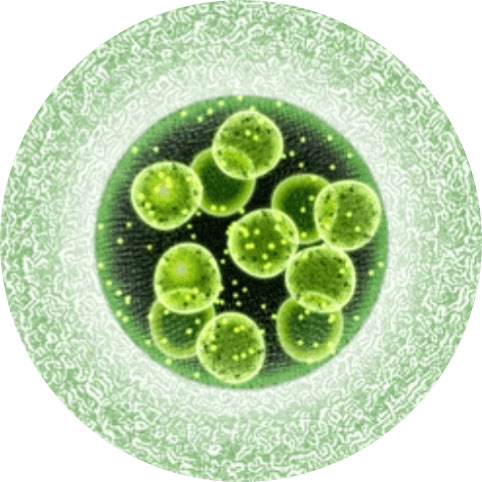Fig.6 Illustration of algae cells.
