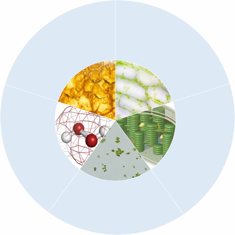 Phenotypic analysis of algae.