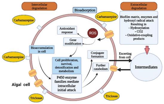 Fig.2 Mechanisms of pollutant removal and algal metabolism.