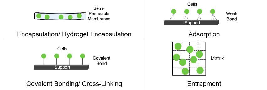 Illustration of encapsulation/ hydrogel encapsulation.