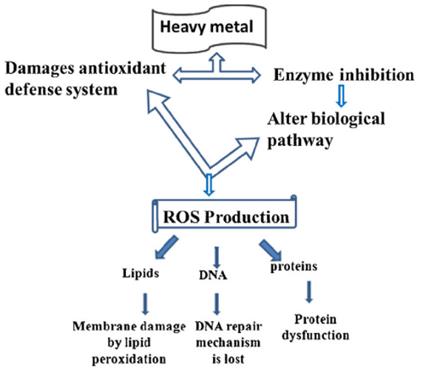 Heavy metal-induced reactive oxygen species (ROS) production.