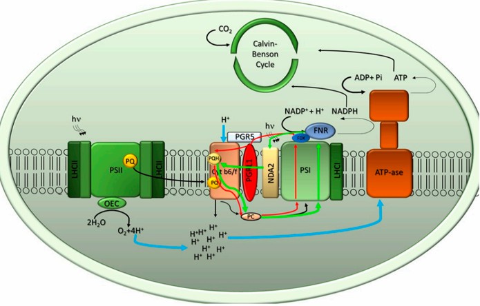 Photosynthetic membrane model of algae, showing the electron transport components.