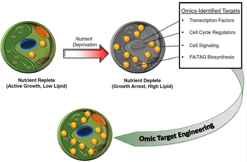 Fig.1 Schematic overview of a representative omic-driven strain engineering strategy.