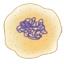 Fig.2 Small icon of a prokaryotic cell.