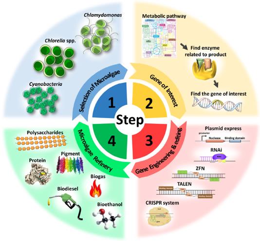 Fig.4 Conceptual development of biorefinery in microalgae and cyanobacteria through engineering.