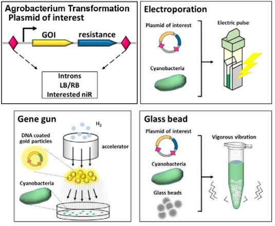 Fig.2 Genetic elements for eukaryotic microalgae.