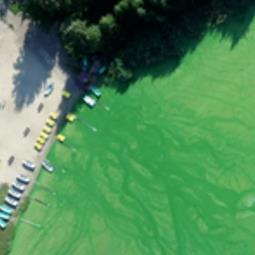 Fig.3 Algae bloom.