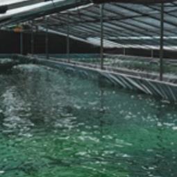 Fig.4 Large-scale aquatic algae cultivation.