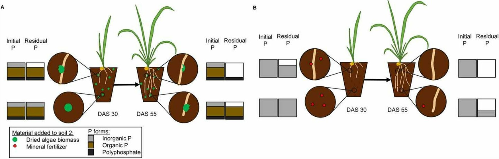 Fig.1 Proposed patterns of phosphate release from dried algae biomass and mineral fertilizers.