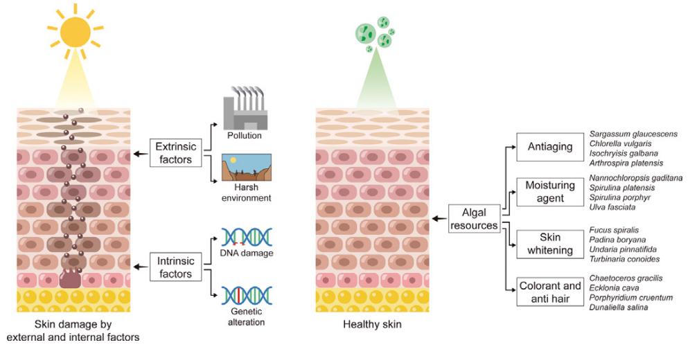 Fig.1 Diagram of skin damage and skin protection by algal resources.