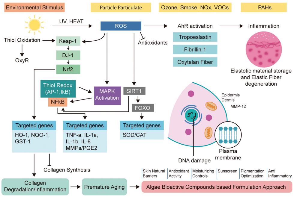 Fig.2 The effect of UV/heat and other environmental stimuli on ROS activates the activation of AhR, which induces inflammation in human skin.