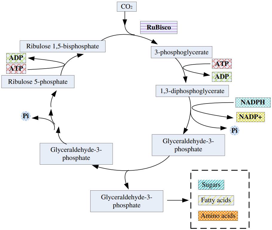 Overview of the Calvin cycle pathway in algae.