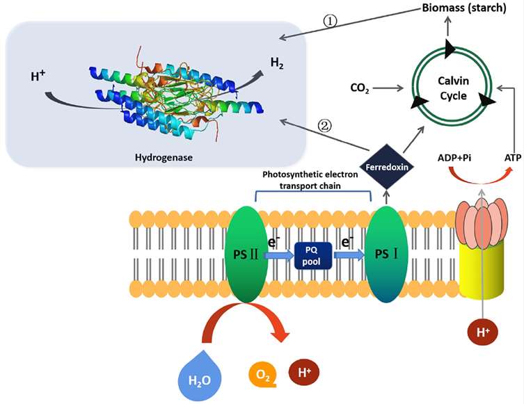 Fig.1 Microalgae biohydrogen production in different routes.