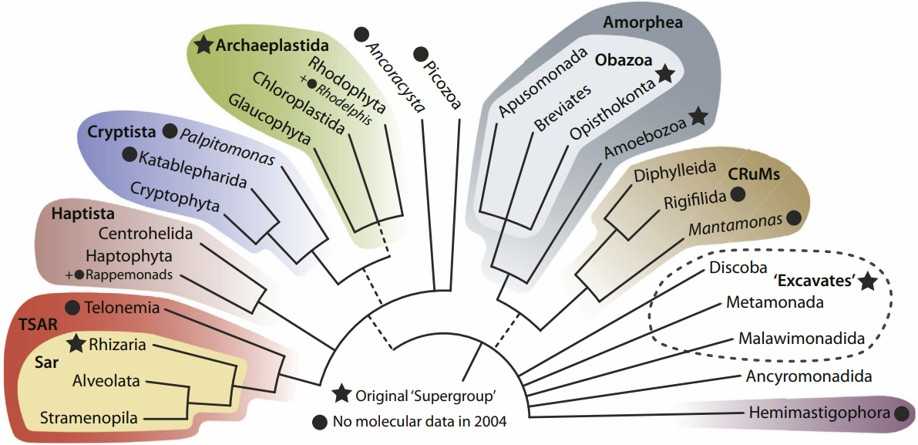 Fig.1 Simplified schema representing the eukaryotic tree.