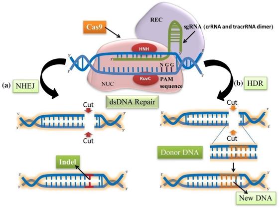 Fig.3 The schematic representation of the CRISPR/Cas9 mechanism.