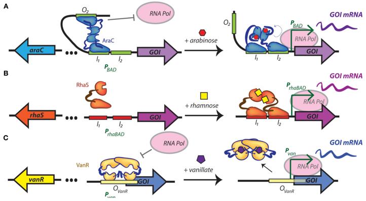 Fig.4 Regulatory mechanisms of inducible promoters in cyanobacteria.