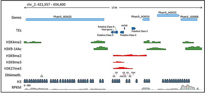 Fig.1 Chromatin features in Phaeodactylum tricornutum