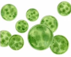 Fig.6 Pattern diagram of unicellular algae.