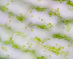 Fig.7 Algae cells under the low magnification microscope.