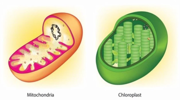 Pattern diagram of chloroplasts and mitochondria.