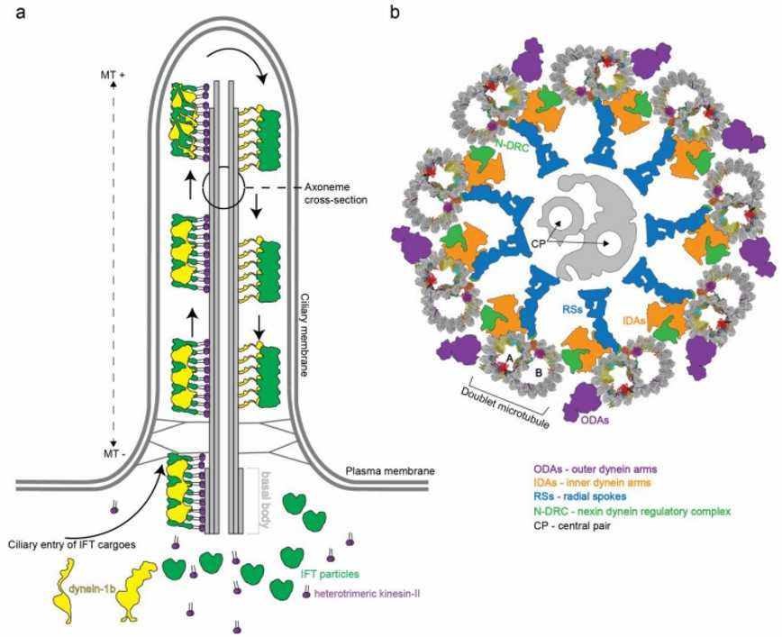 Schematic representation of a cilium from Chlamydomonas reinhardtii.