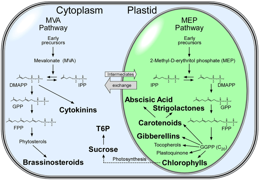 Fig.1 Isoprenoid biosynthetic pathways in plants. (Gawarecka, K., et al., 2021, Frontiers in Plant Science)