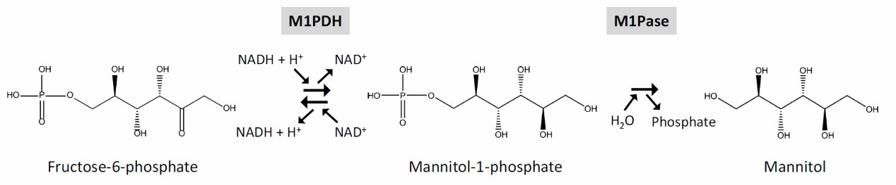 Fig.1 Two steps in the production of mannitol from fructose-6-phosphate in algae.