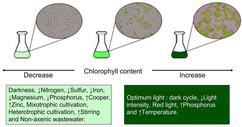 Fig.1 Schematic summary showing the culture conditions affecting chlorophyll accumulation in Scenedesmus dimorphus.