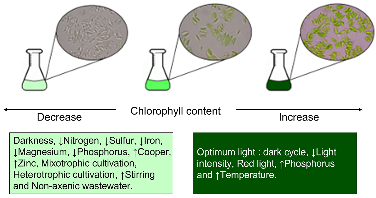 Fig.1 Schematic summary showing the culture conditions affecting chlorophyll accumulation in Scenedesmus dimorphus.