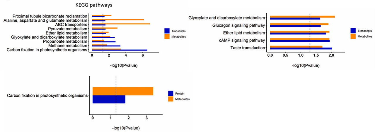 The multi-omics analysis of the common pathways during the response of Pyropia haitanensis blades to single stress and triple stresses, respectively.