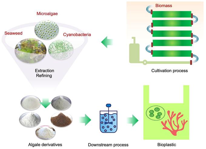 Bioplastic from Algae.