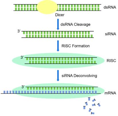 Fig.5 The mechanism of RNAi.