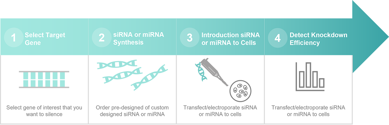 Fig.7 Workflow of our RNAi services.
