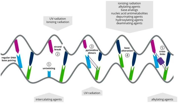Fig.3 Five mutagens and their impact on DNA.