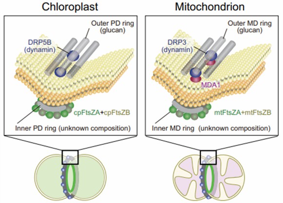 A diagram showing the structure of chloroplast division machinery in Cyanidioschyzon merolae.