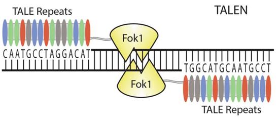 Fig.2 A schematic diagram of TALEN.