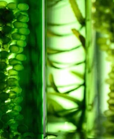 Algae Strains