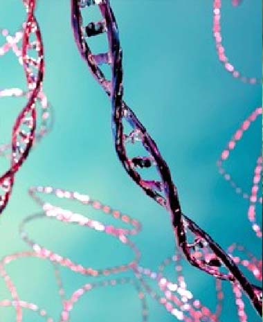 Algae Related Plasmids