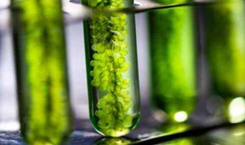 Biological Research
