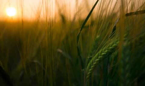 Agriculture and Animal Farming