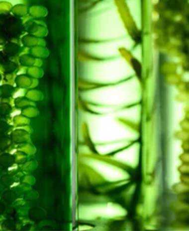 Algae Strains