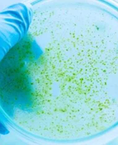 Algae Culture Mediums