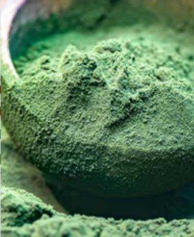 Algae Extracts