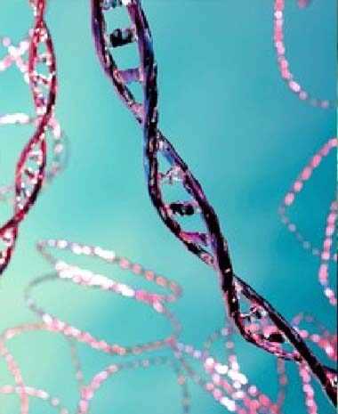 Algae Related Plasmids