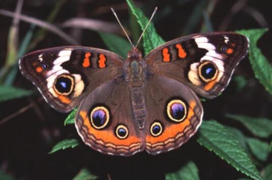 Gene Editing in Junonia coenia