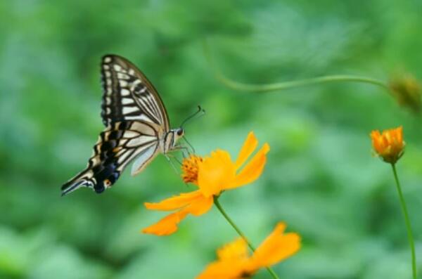 Gene Editing in Papilio Xuthus
