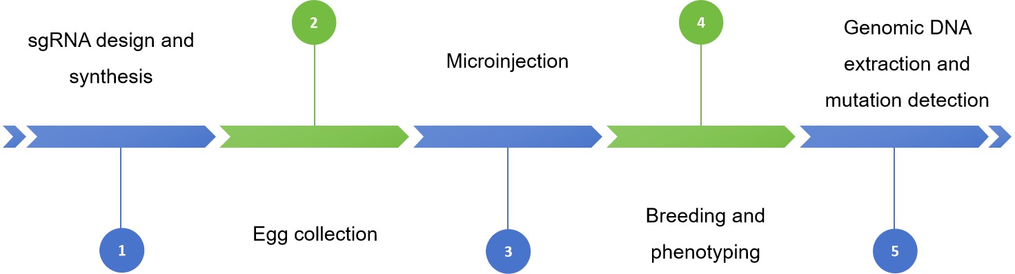 Technology process of gene editing in Papilio Xuthus - Lifeasible