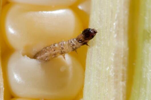 Gene Editing in Ostrinia nubilalis