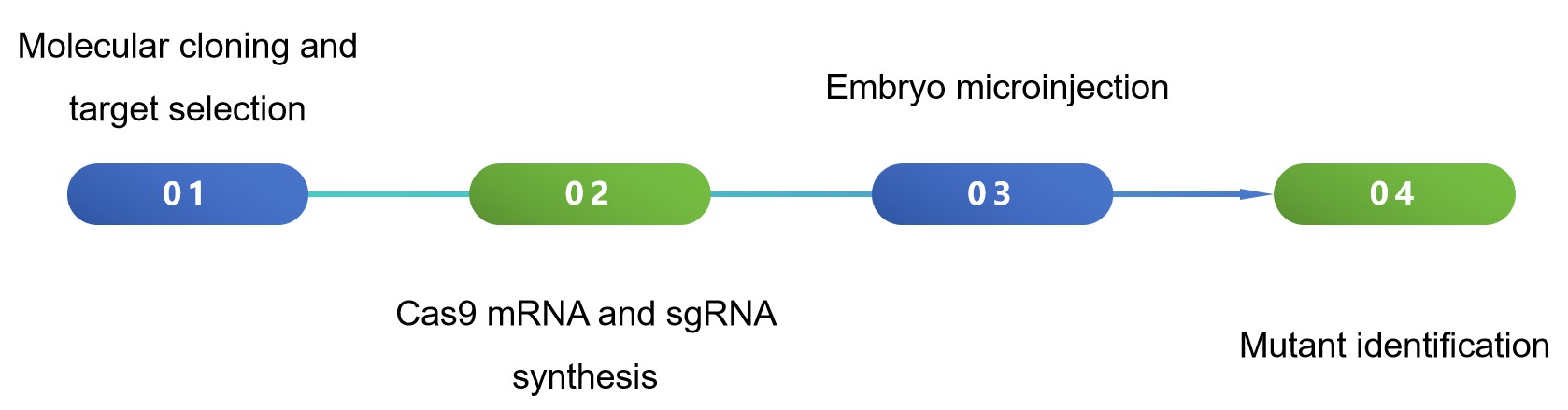 GTechnical process of gene editing in Ostrinia nubilalis - Lifeasible